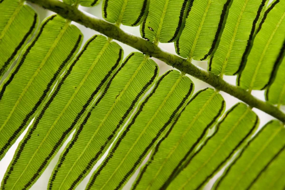 French Polynesia, Society Islands, Moorea Fern